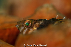 This shot was taken with a Canon D400 with a 100mm Macro ... by Anna Ewa Manzel 